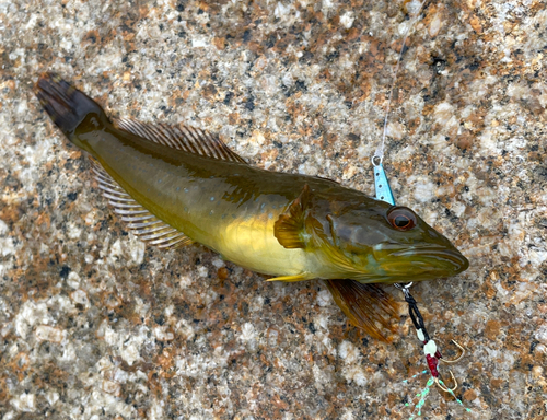 アナハゼの釣果