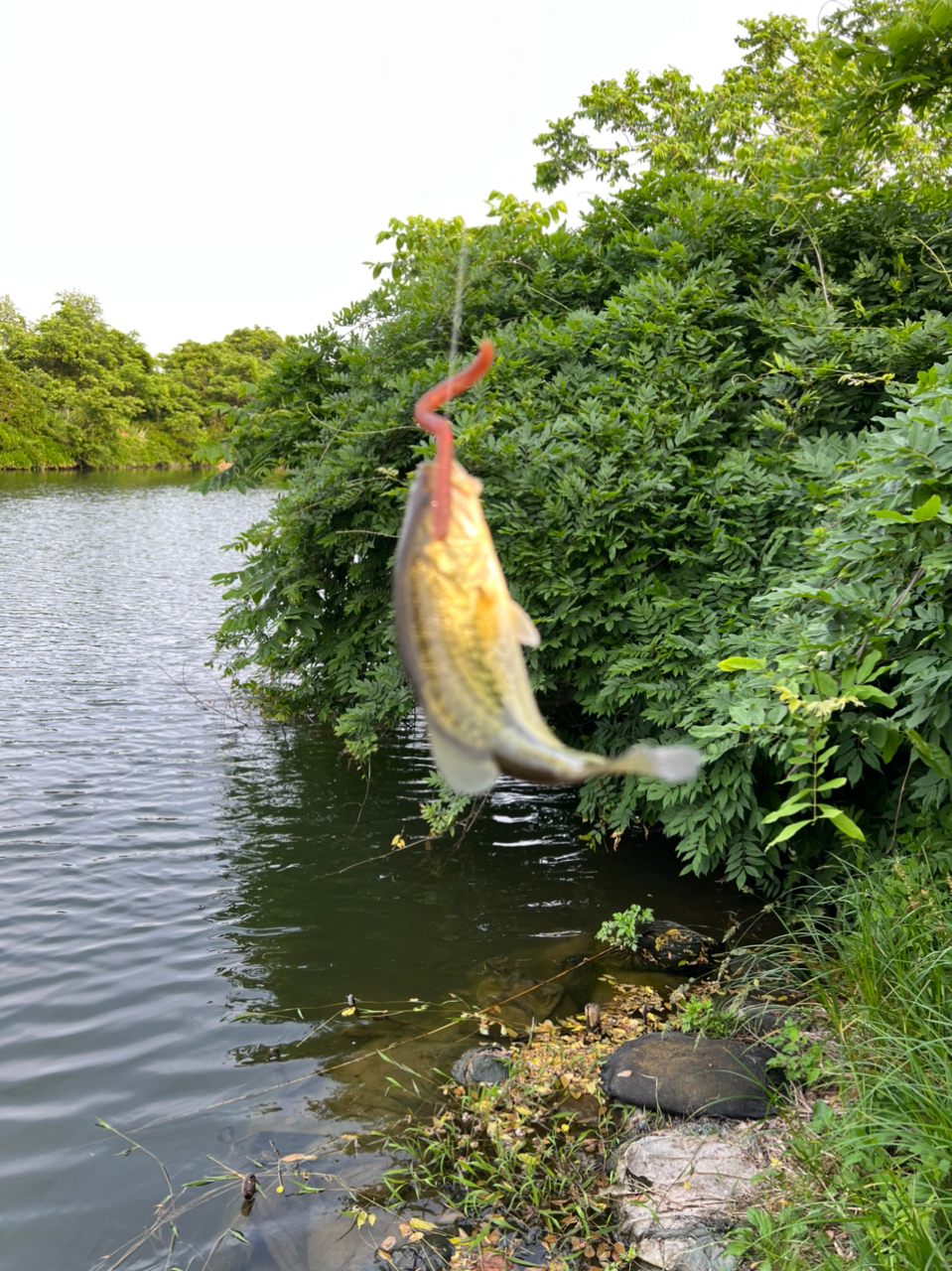 ブラックバス