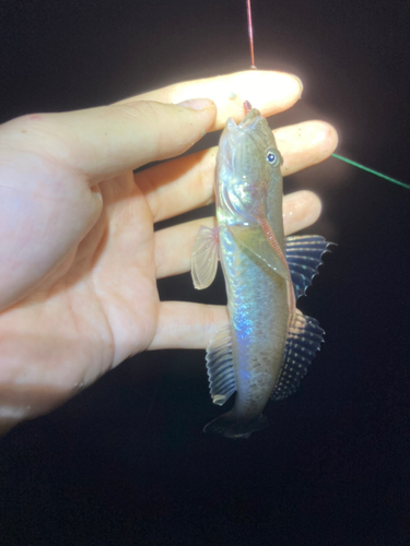 マハゼの釣果