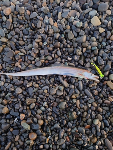 タチウオの釣果