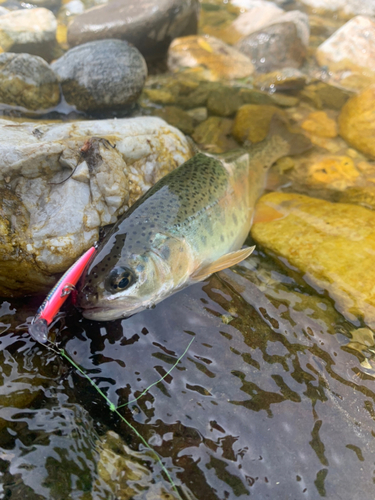 イワナの釣果