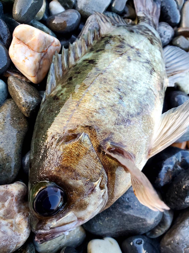 アオメバルの釣果