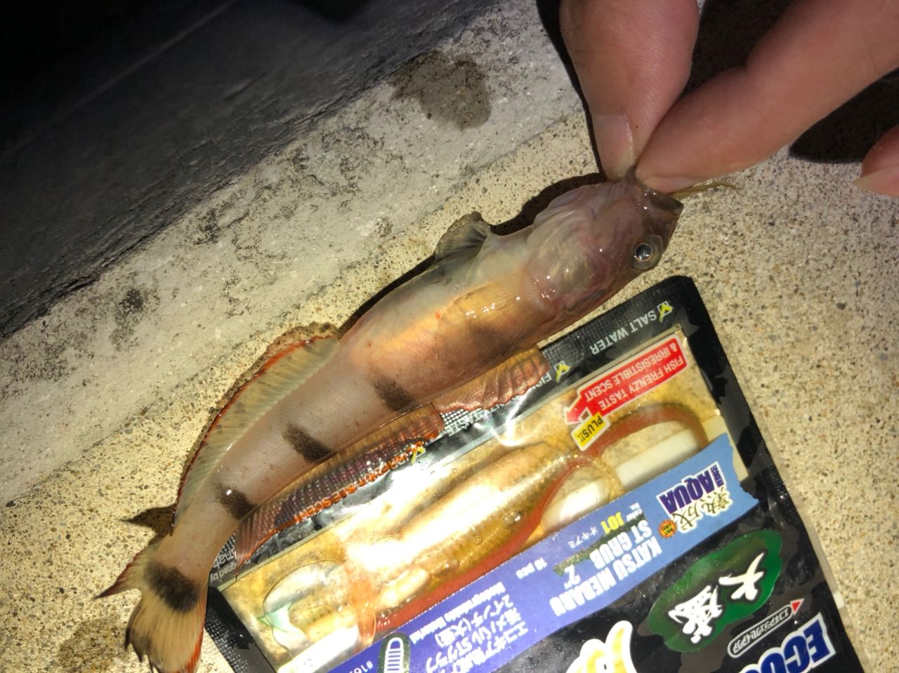 リュウグウハゼ