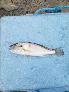 イシモチの釣果