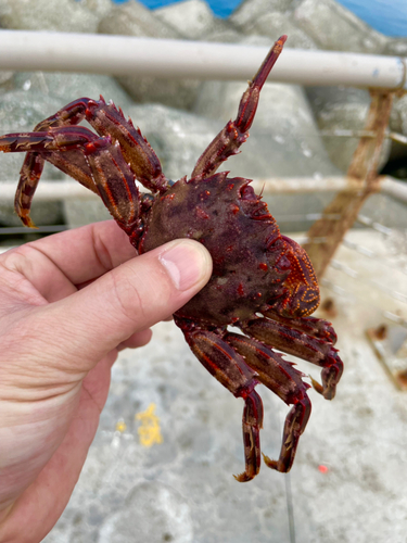 カニの釣果