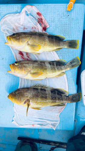 アオハタの釣果