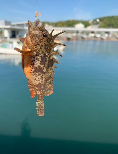 ハオコゼの釣果