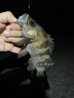 シロメバルの釣果