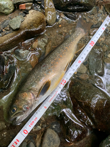 イワナの釣果