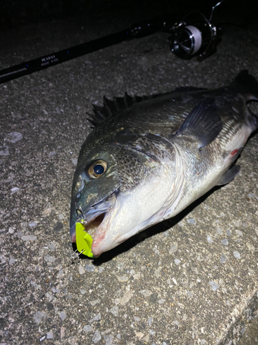 チヌの釣果