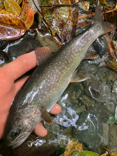 イワナの釣果