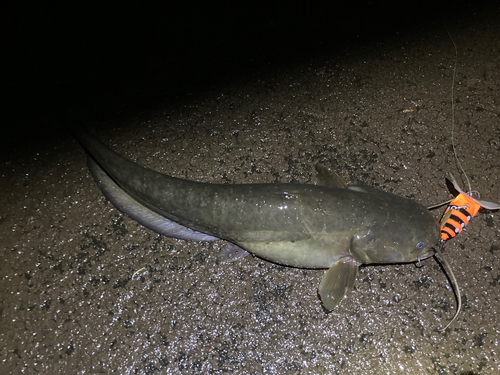 ナマズの釣果