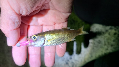 ムツの釣果