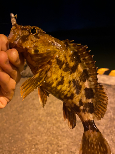 カサゴの釣果