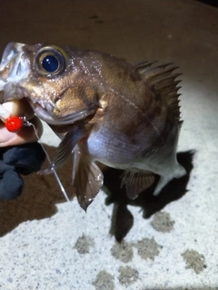 メバルの釣果