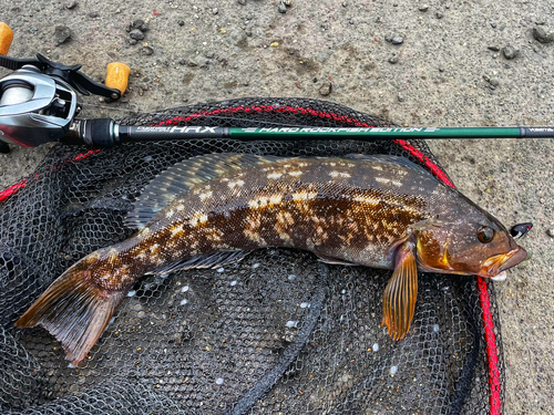 アブラコの釣果