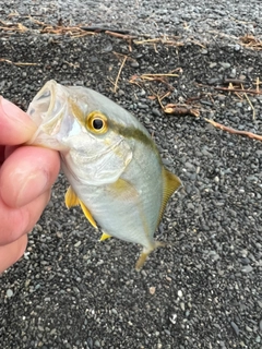 ショゴの釣果