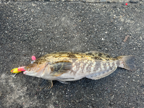 アイナメの釣果