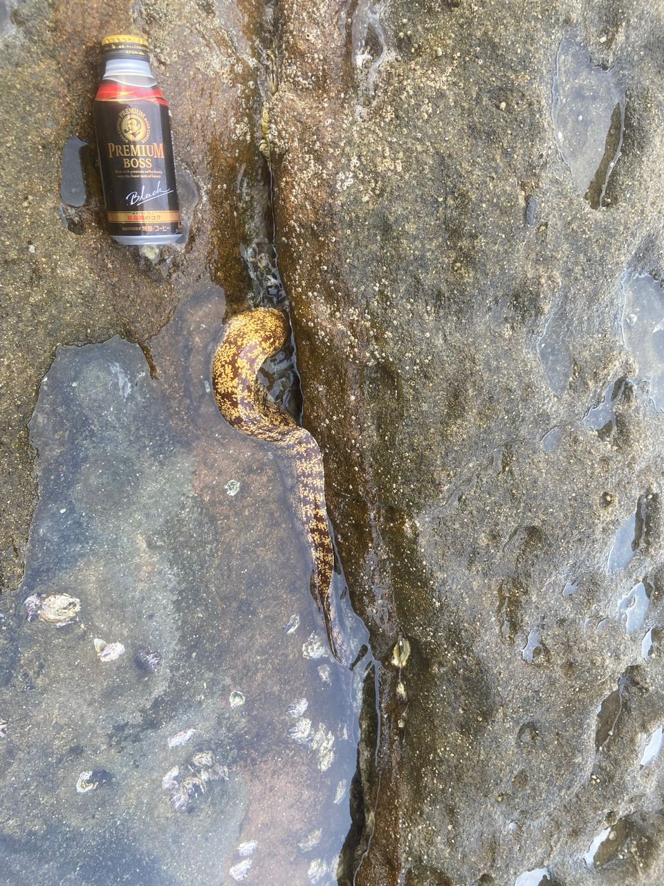 ウツボ