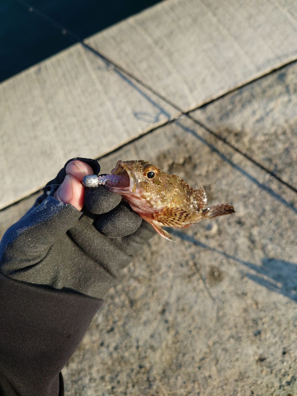 カサゴ