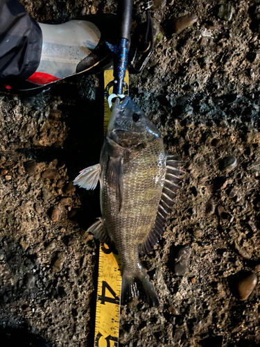 チヌの釣果