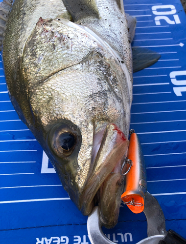 シーバスの釣果