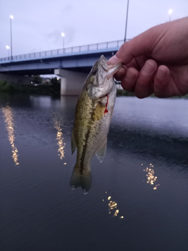 ラージマウスバスの釣果