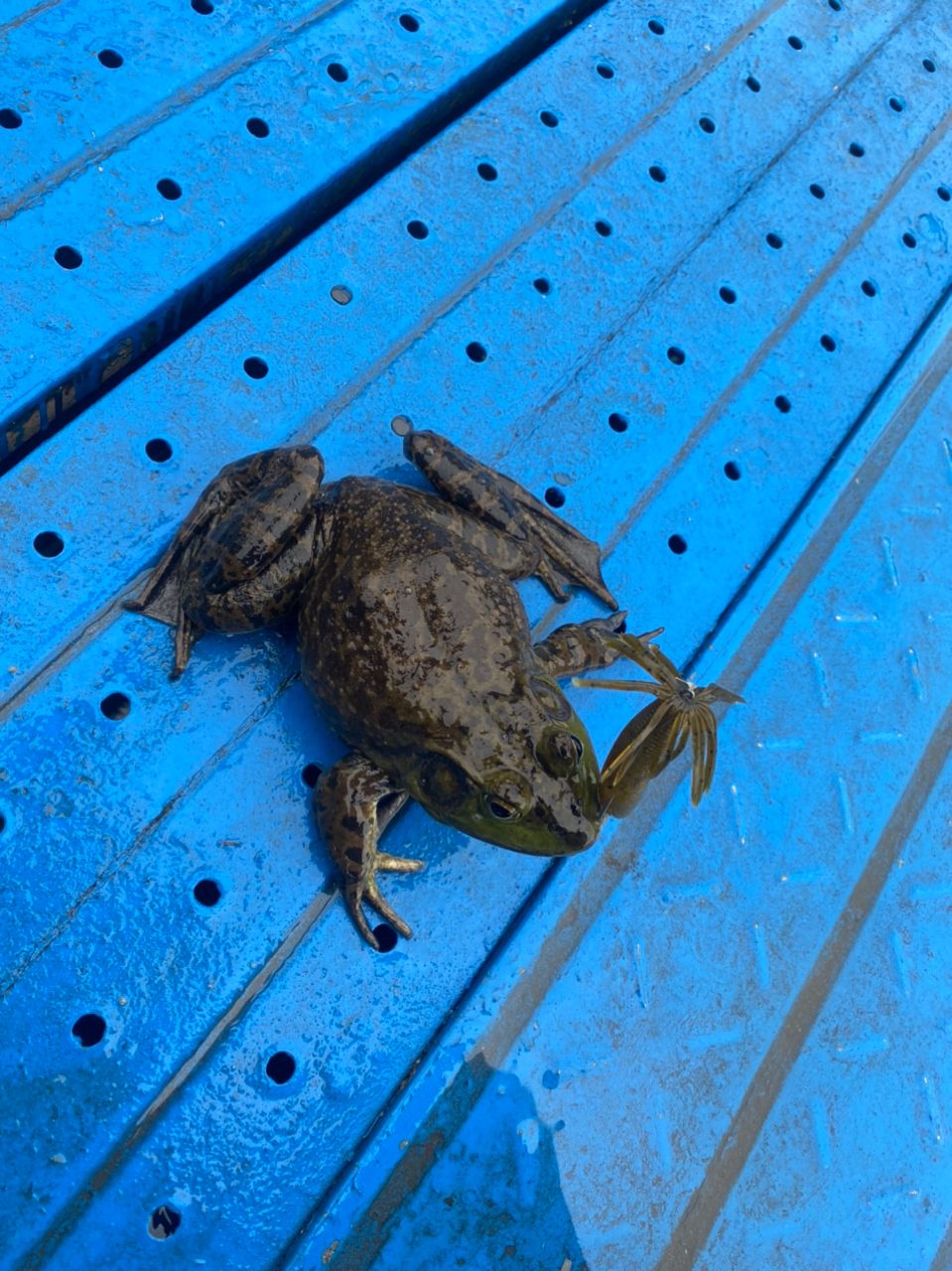 ウシ