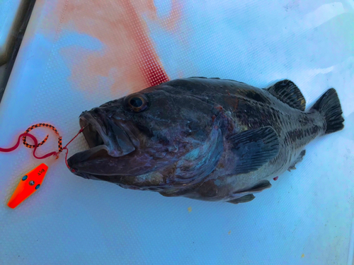 クロソイの釣果