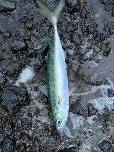 コノシロの釣果