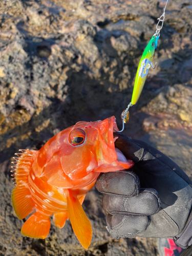 アカハタの釣果