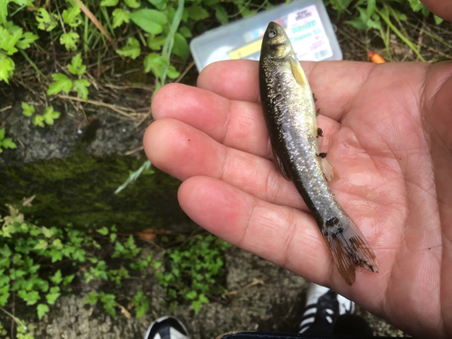 アブラハヤの釣果