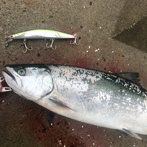 サクラマスの釣果