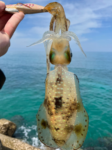 アオリイカの釣果