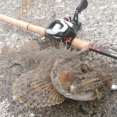 トウベツカジカの釣果