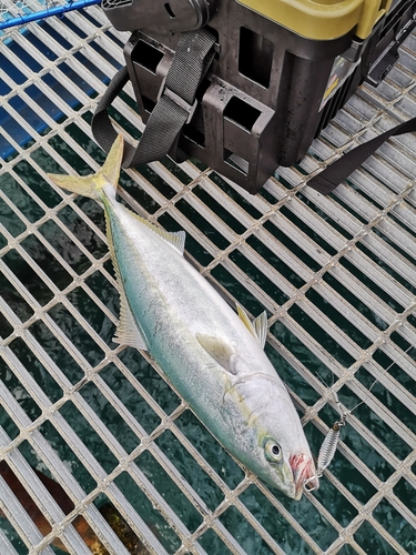 釣果