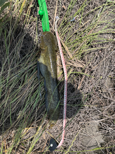 ナマズの釣果