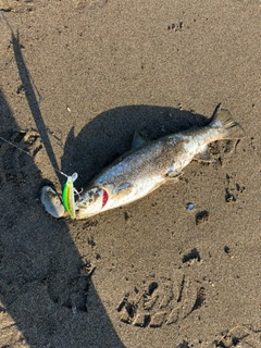 アメマスの釣果