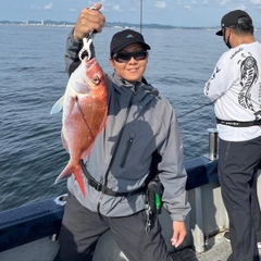 マダイの釣果