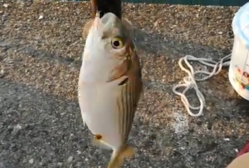 コノシロの釣果