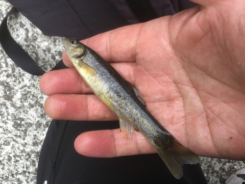 アブラハヤの釣果