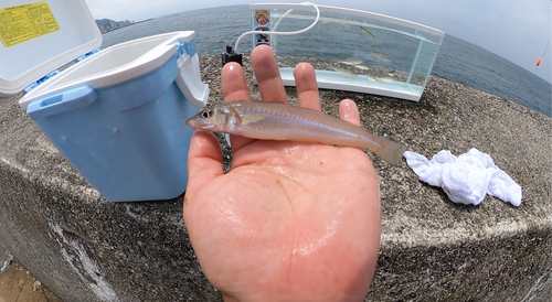 キスの釣果