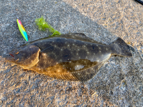 ヒラメの釣果