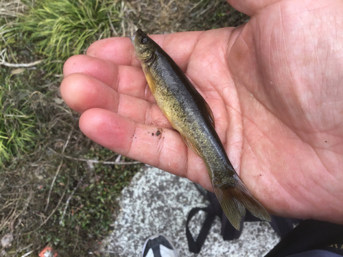 アブラハヤの釣果