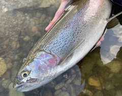 ニジマスの釣果