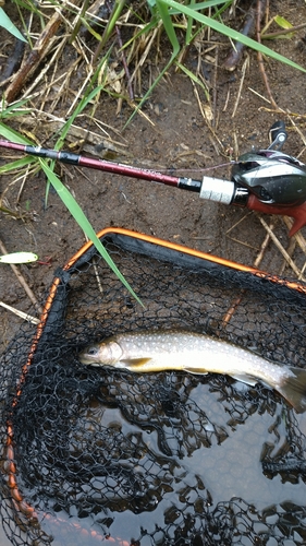 イワナの釣果