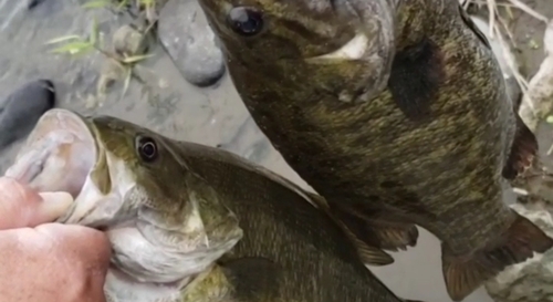 スモールマウスバスの釣果