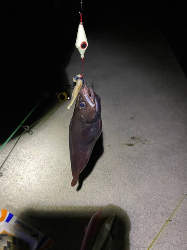 ドンコの釣果