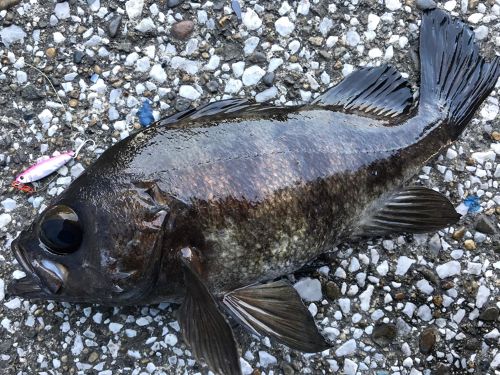 メバルの釣果