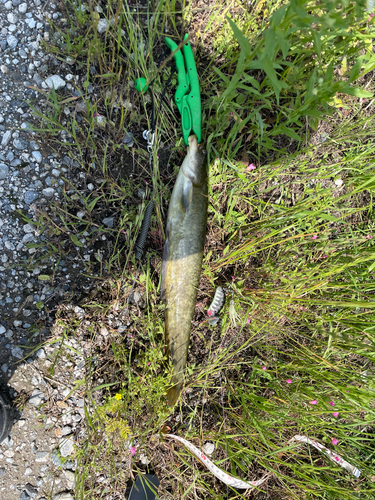 ナマズの釣果